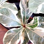 Fikus lýrovitý (Ficus lyrata) ‘VARIEGATA’ - výška 5-10 cm, kont. C1L